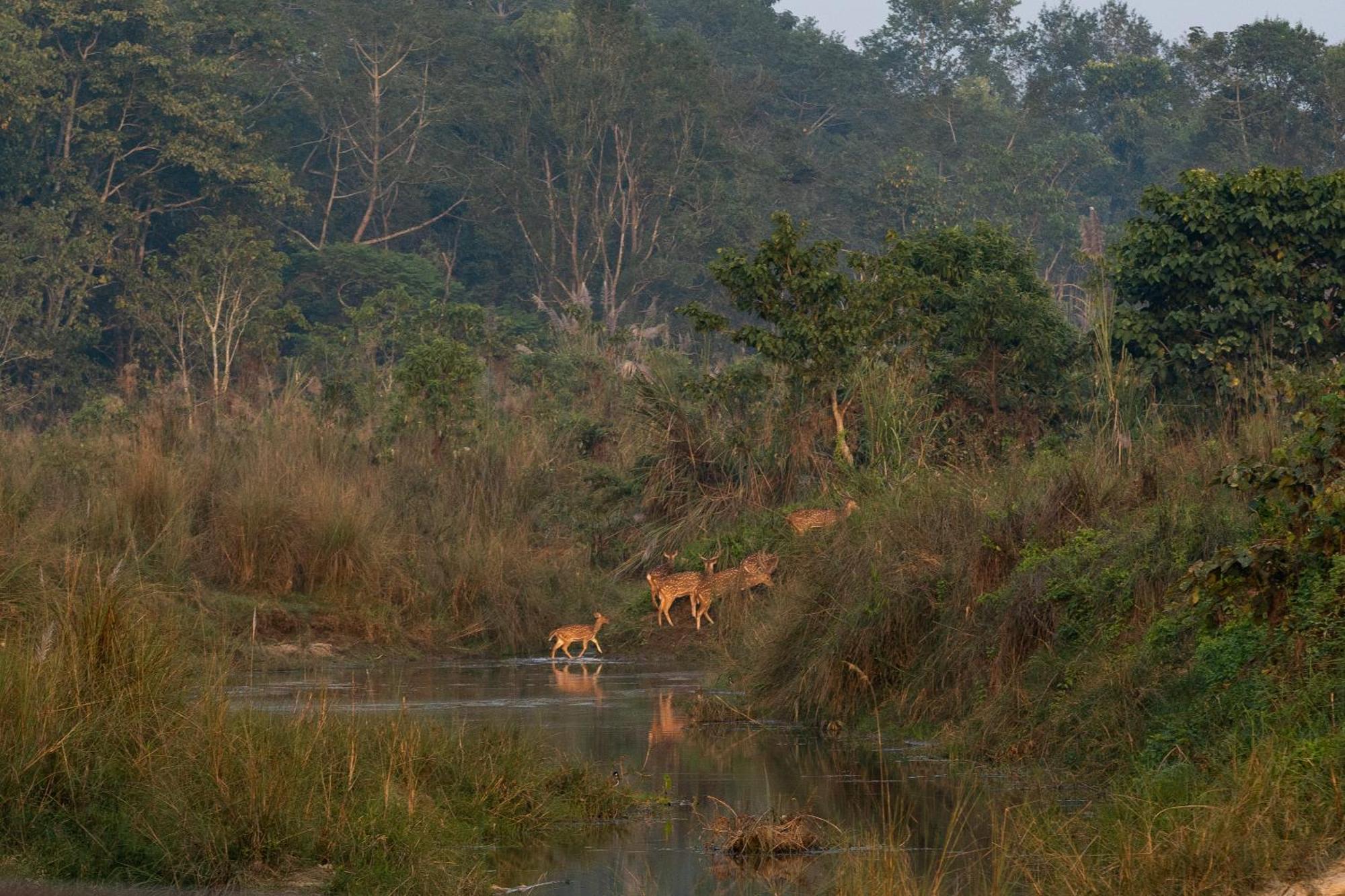 Jungle Villa Resort - Near Chitwan National Park מראה חיצוני תמונה